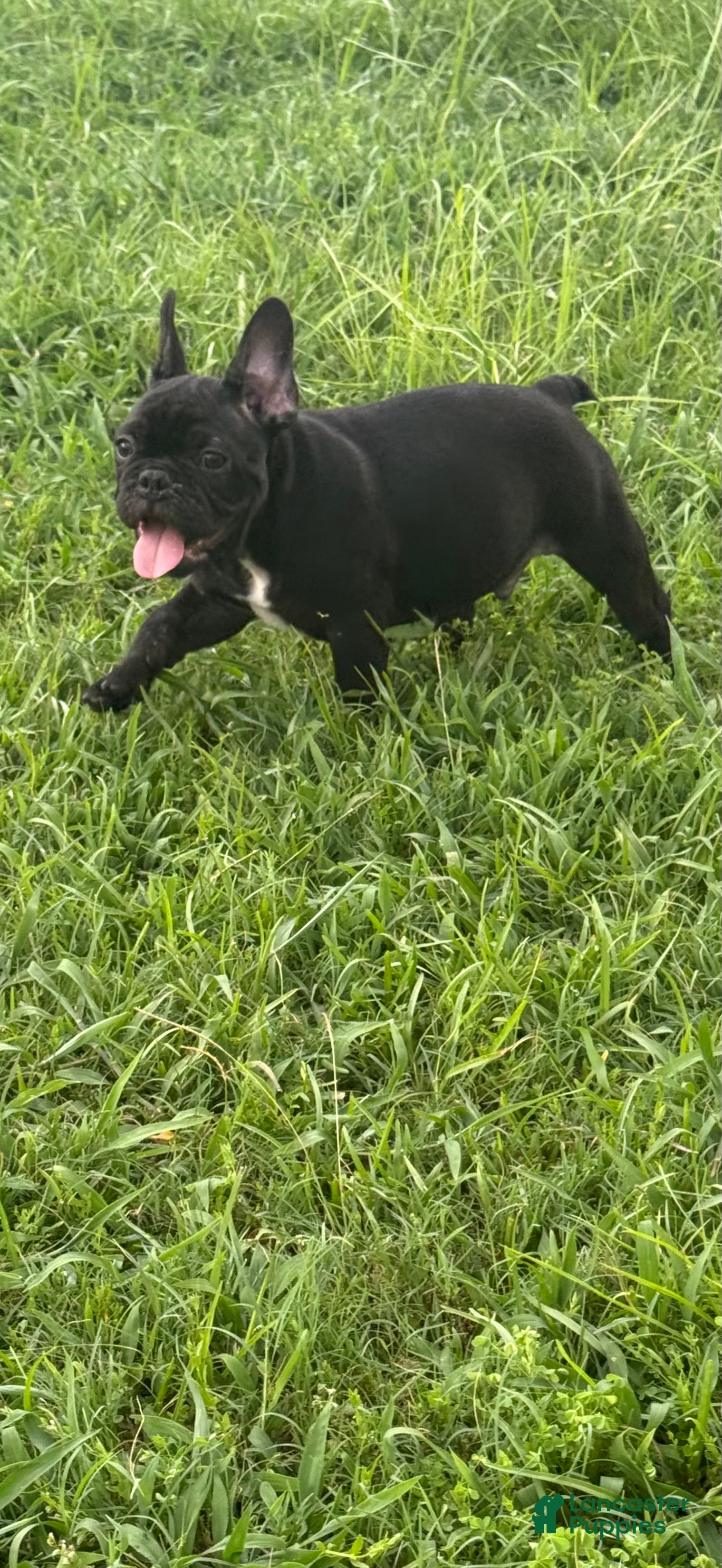 French Bulldog dogs Walker - Ad 2