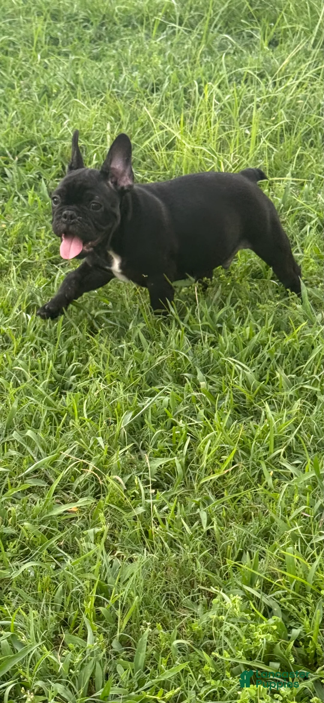 French Bulldog dogs for sale: Walker - Ad 2