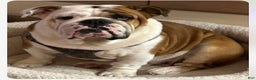 English Bulldog dogs for sale: English Bulldog Female - Ad 9
