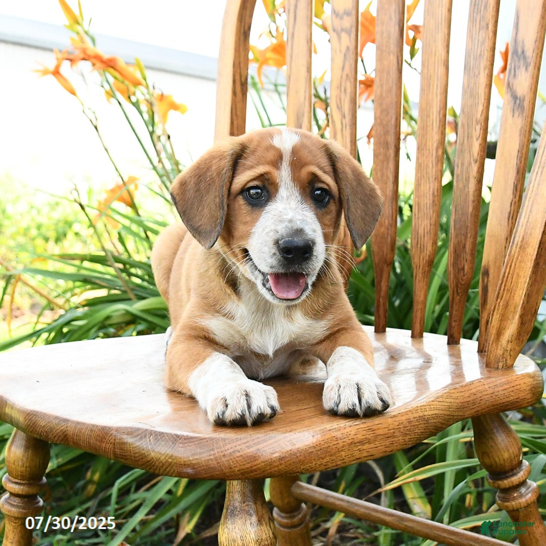 Dog Breeds Feist Beagle Mix Levi For Sale In Aaronsburg Lancaster