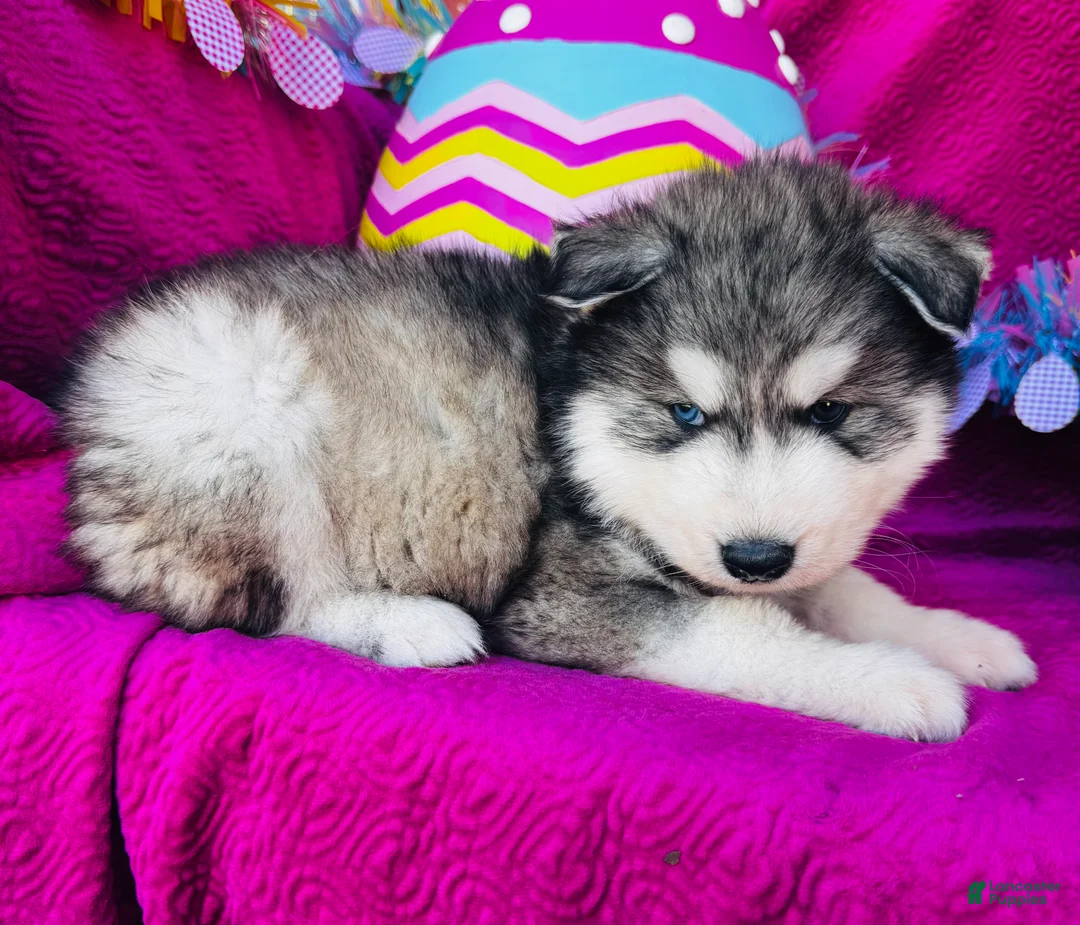 Siberian Husky dogs for sale: Talon - Ad 2
