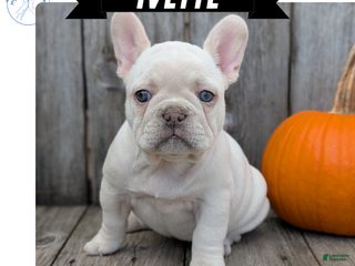 French Bulldog dogs - Ad 30