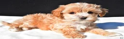 Maltipoo dogs for sale: Cassidy - Ad 7