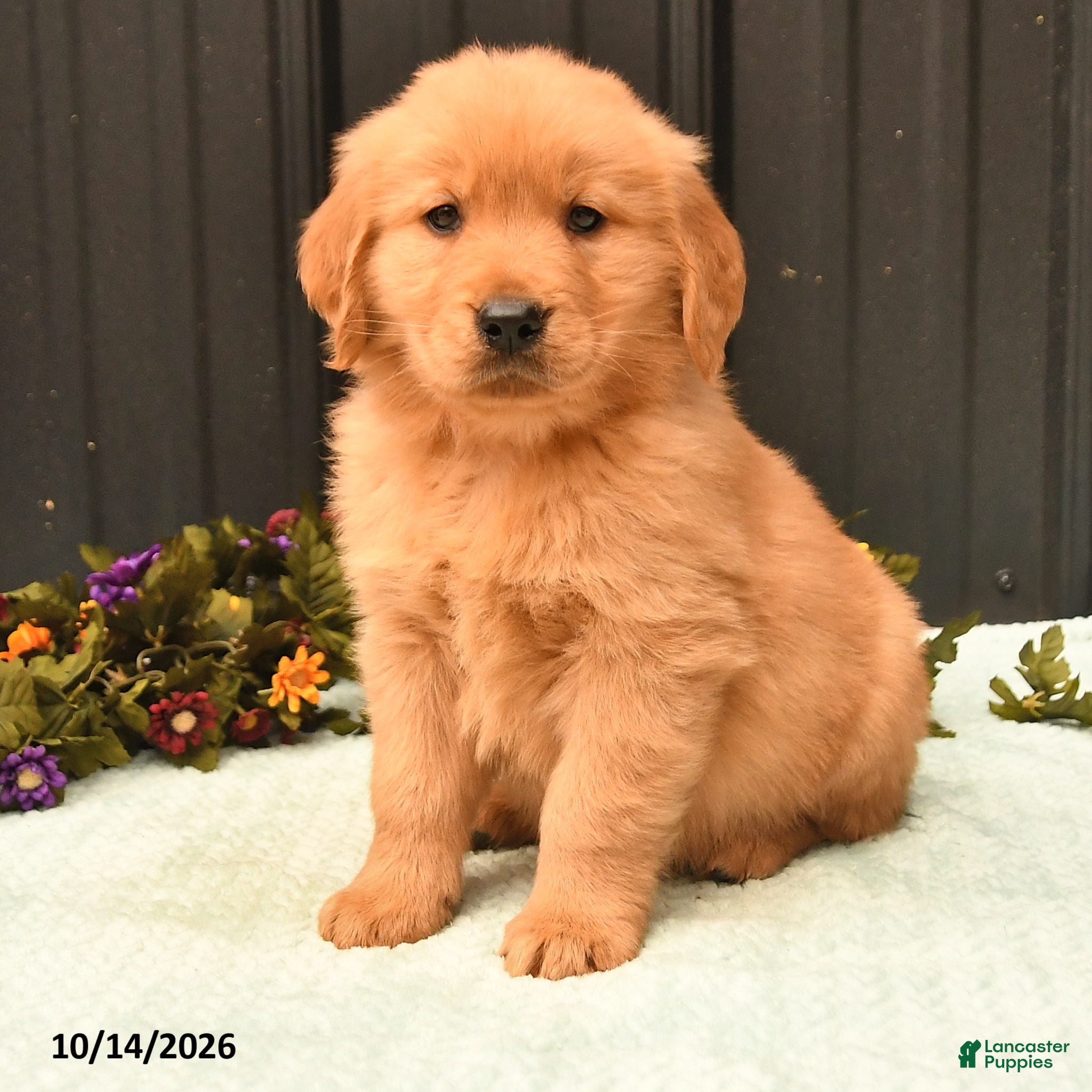Golden Retriever dogs Blake - Ad 2