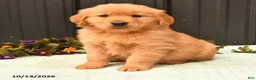 Golden Retriever dogs for sale: Blake - Ad 2