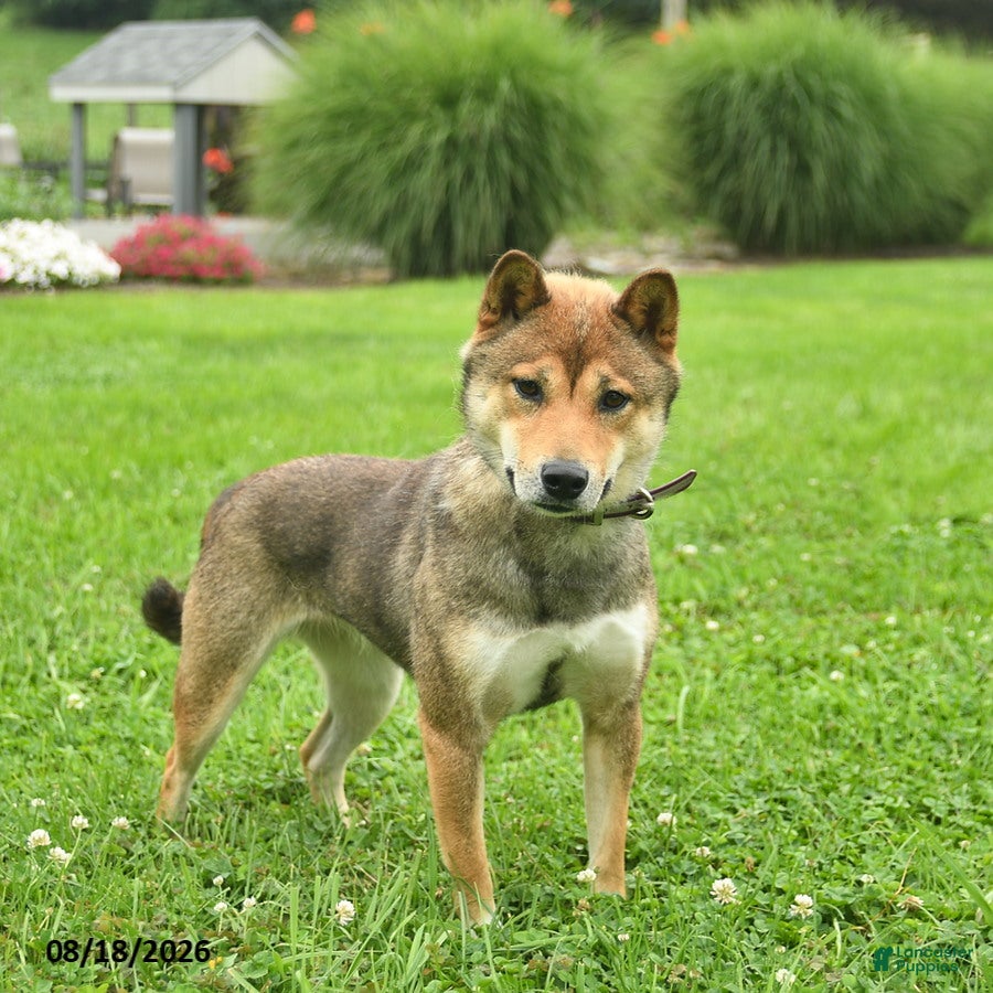 Shiba Inu dogs Misty  - Ad 1