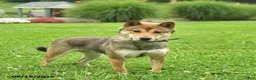 Shiba Inu dogs for sale: Misty  - Ad 1