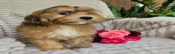 Shihpoo dogs for sale: Mayson - Ad 5