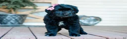 Mixed Breed dogs for sale: Chelsie Golden Retriever/Jug Pup - Ad 4