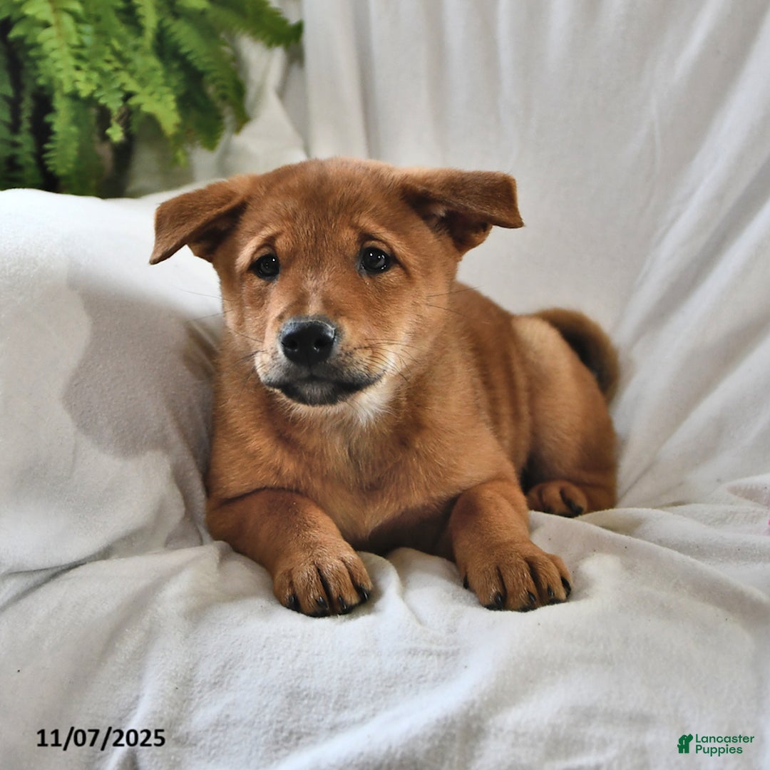 Mixed Breed dogs for sale: Tootsie - Ad 13