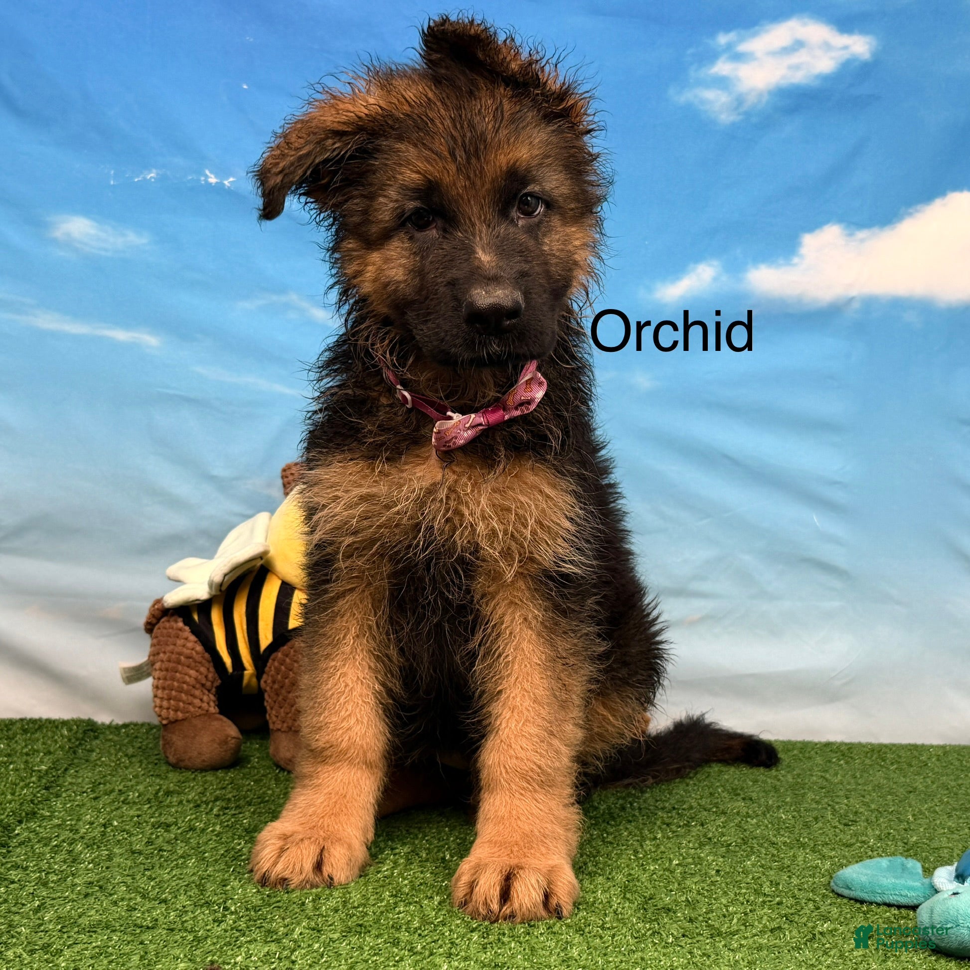 German Shepherd dogs Orchid - Ad 2