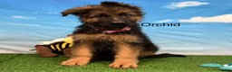 German Shepherd dogs for sale: Orchid - Ad 2
