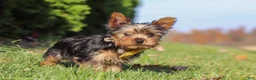 Yorkshire Terrier dogs for sale: Jay  - Ad 6