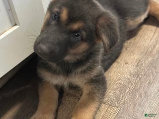 German Shepherd dogs Yellow collar - Ad 1