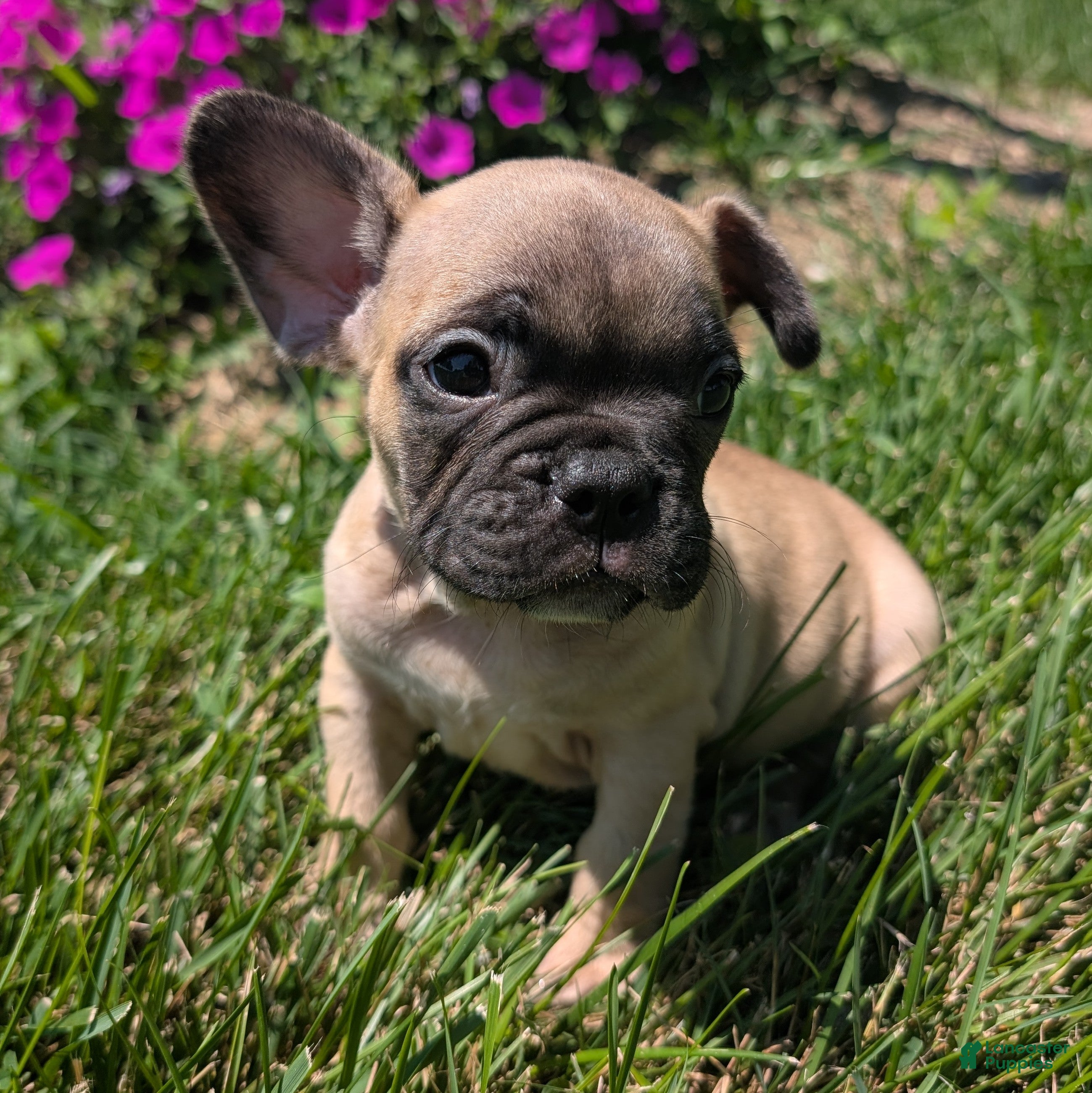 French Bulldog dogs French Bread - Ad 2