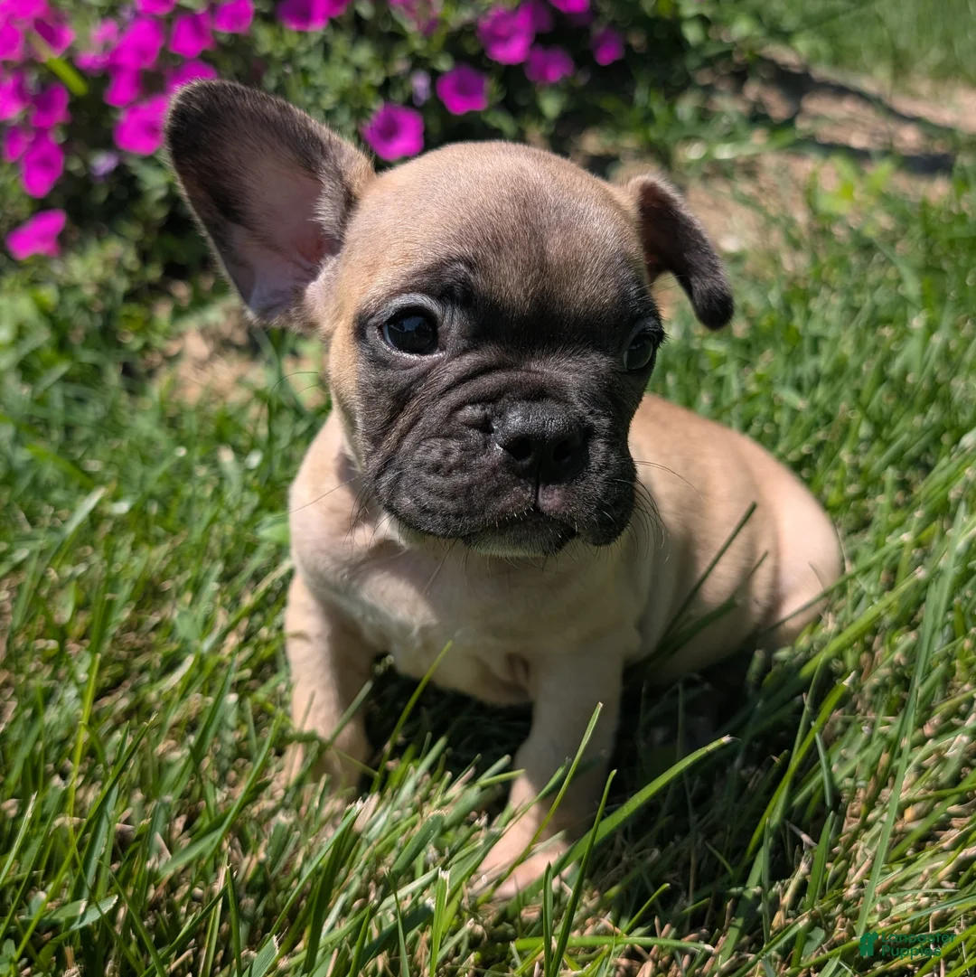 French Bulldog dogs for sale: French Bread - Ad 2