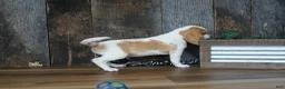Beagle dogs for sale: Walker - Ad 2