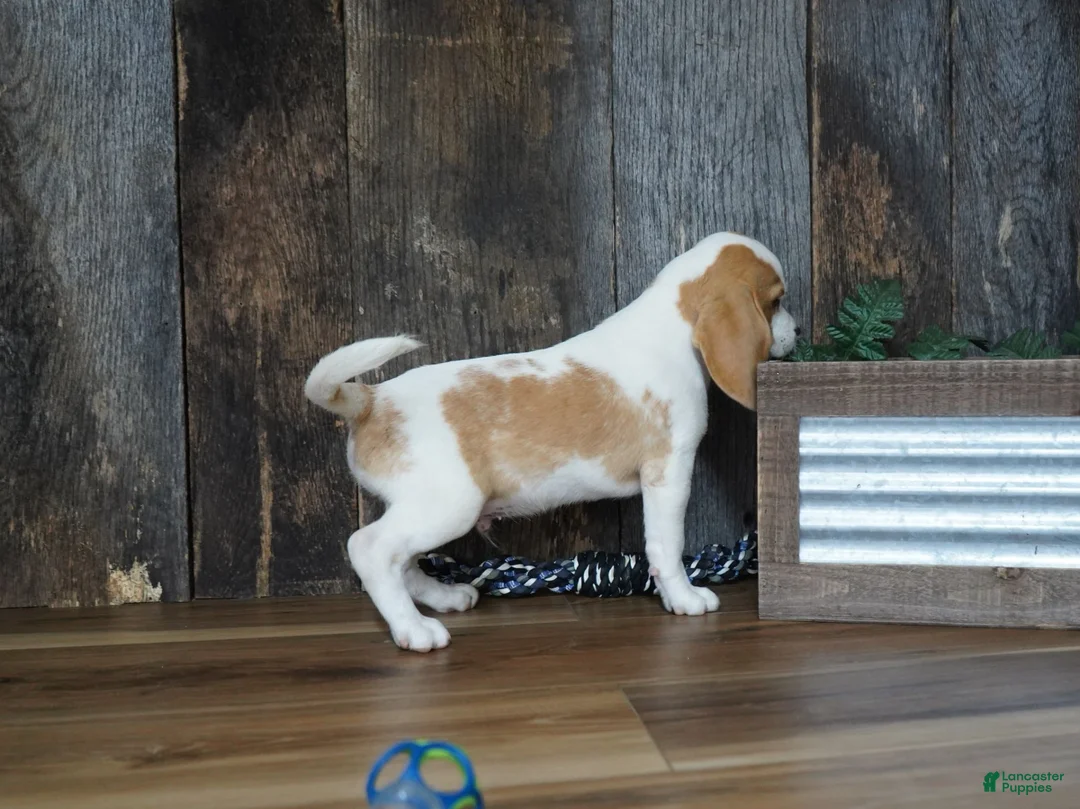 Beagle dogs for sale: Walker - Ad 2