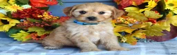 Cavapoo dogs for sale: Hudson - Ad 6