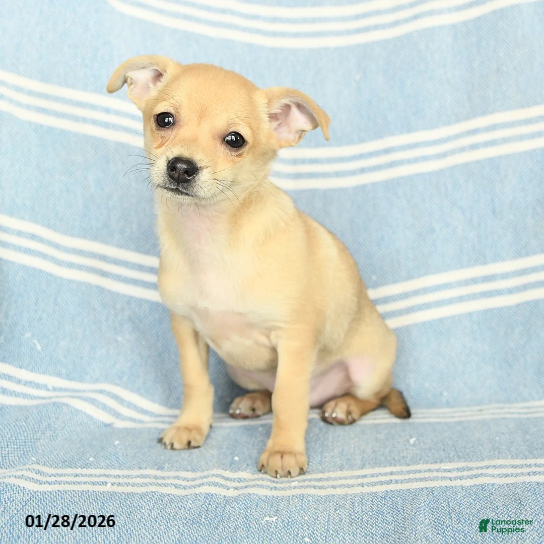 Mixed Breed dogs for sale: Peanut  - Ad 2