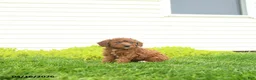 Miniature Poodle dogs for sale: Bella   - Ad 1