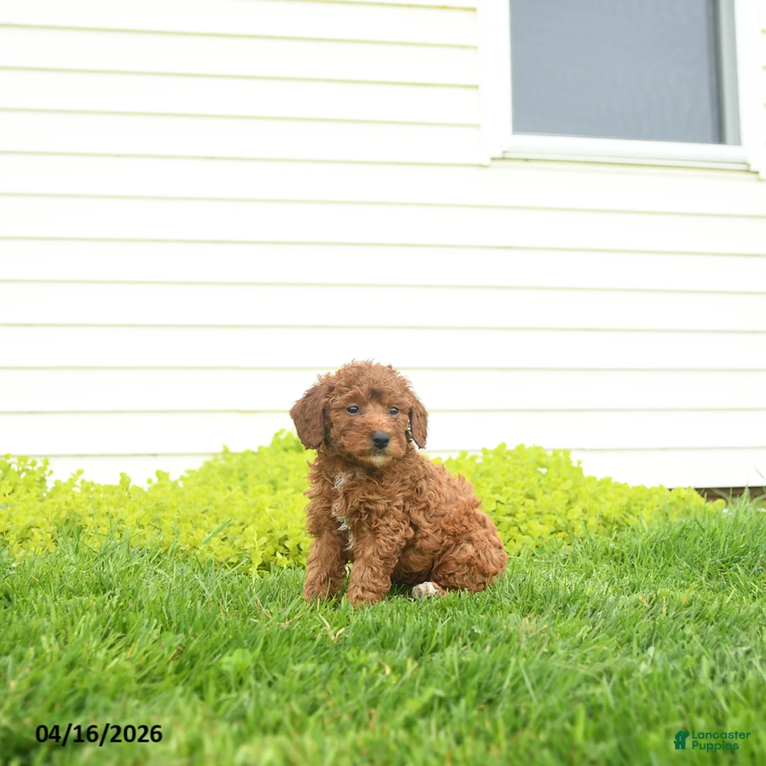 Miniature Poodle dogs for sale: Bella   - Ad 1