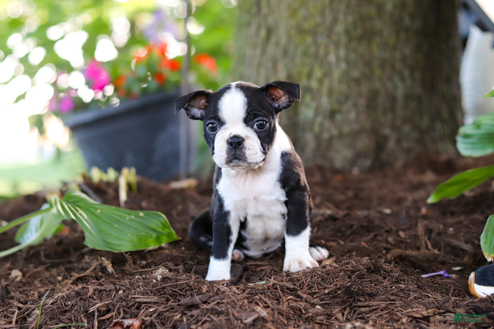 Boston Terrier dogs Missy - Ad 1