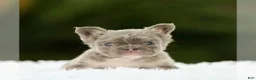 French Bulldog dogs for sale: WINONA - LILAC TAN FLUFFY BEAUTY IN CALI - US DELIVERY - Ad 2