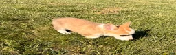 Welsh Corgi Pembroke dogs for sale: Lucy - Ad 6
