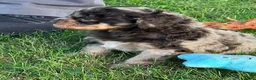 Aussiedoodle dogs for sale: Toffee Miniature Aussiedoodle  - Ad 4