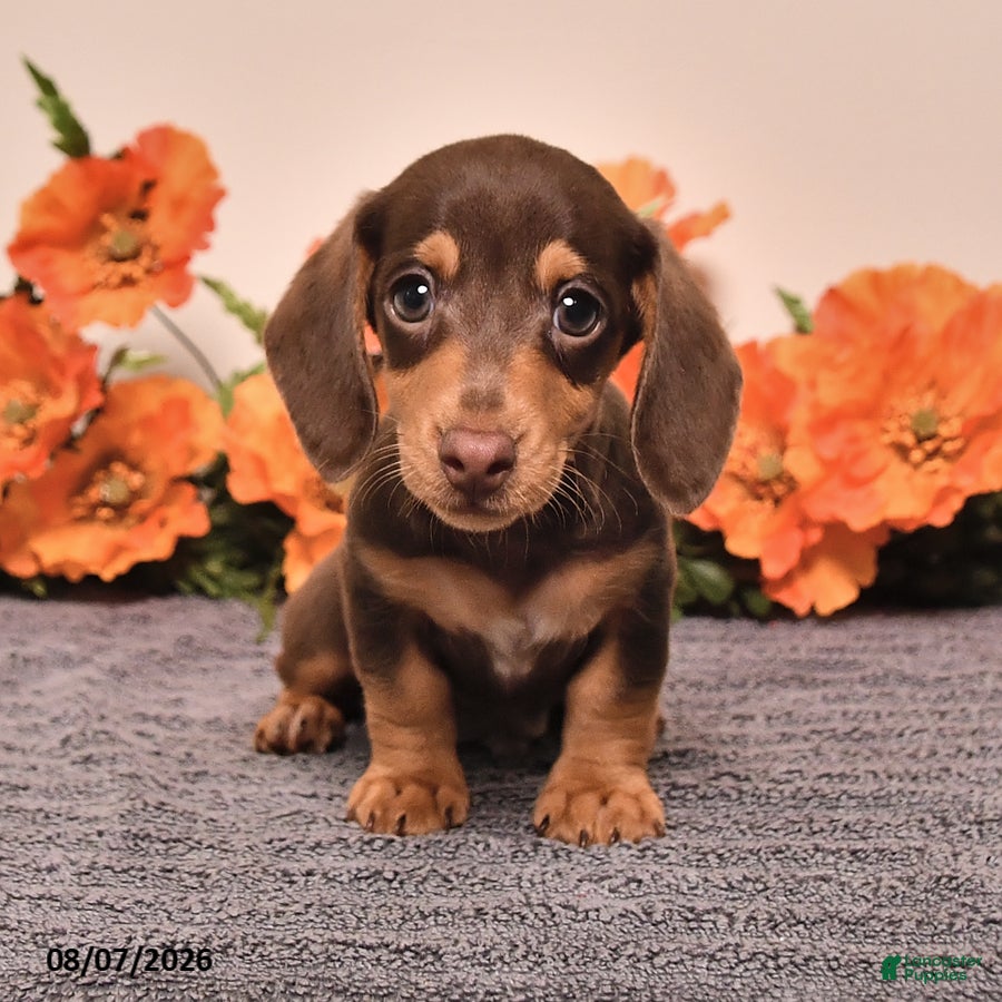 Miniature Dachshund dogs Ike - Ad 1