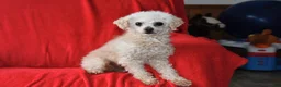 Toy Poodle dogs for sale: Maggie - Ad 7