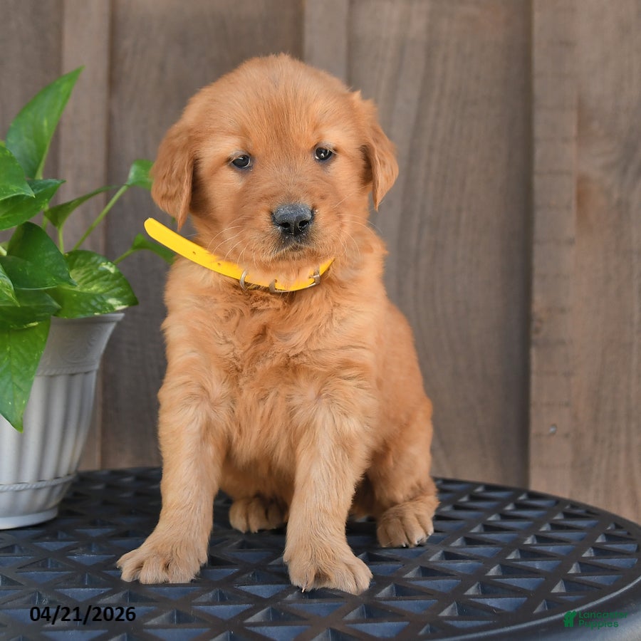 Golden Retriever dogs Ripley - Ad 2
