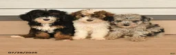 Miniature Poodle dogs for sale: Karla - Ad 5