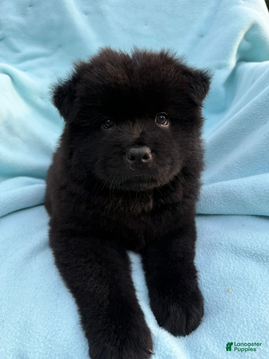 Chow Chow dogs for sale: Kona - Ad 2