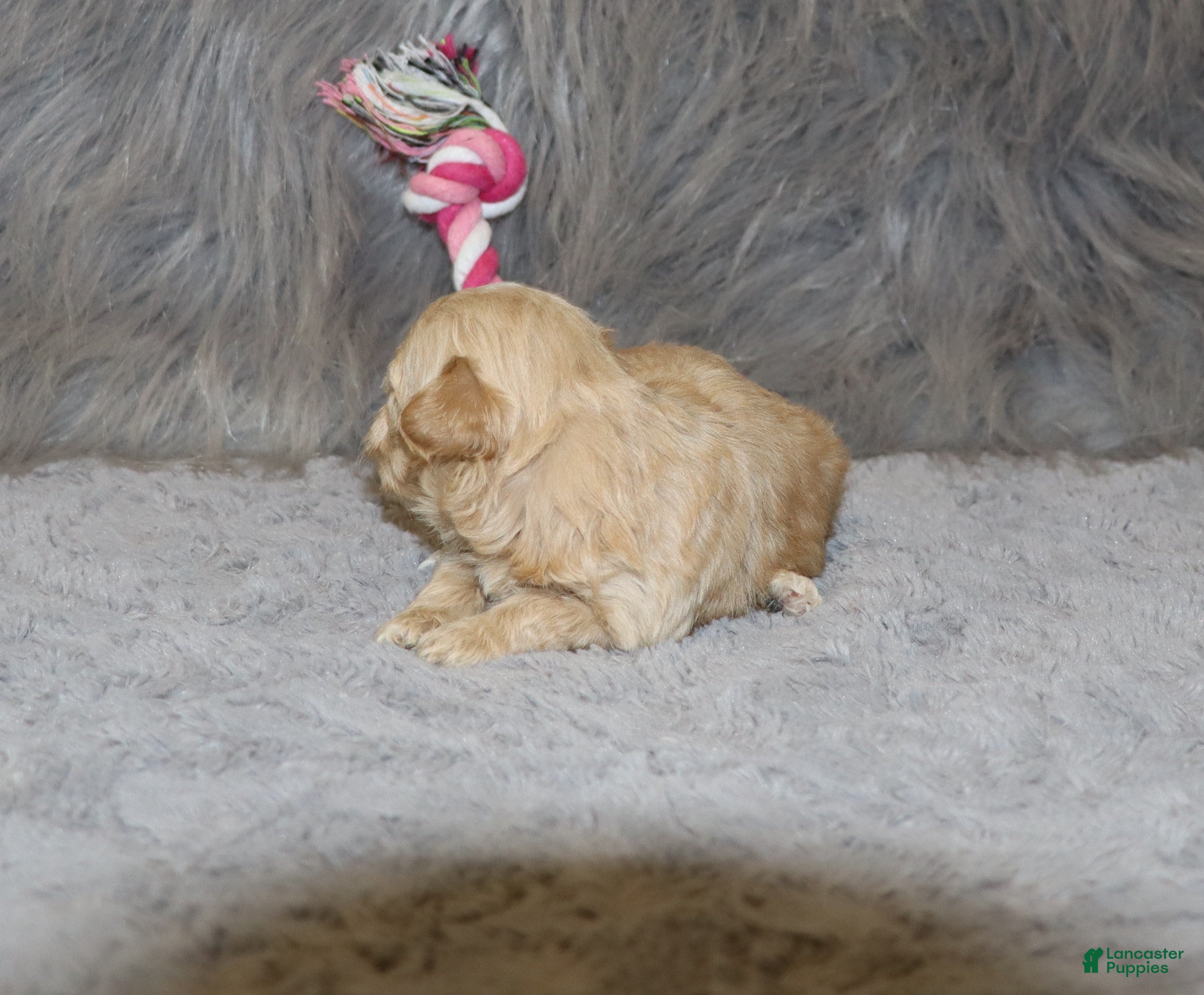 Havapoo dogs Peggy 🌷 Toy/Minature - Ad 2