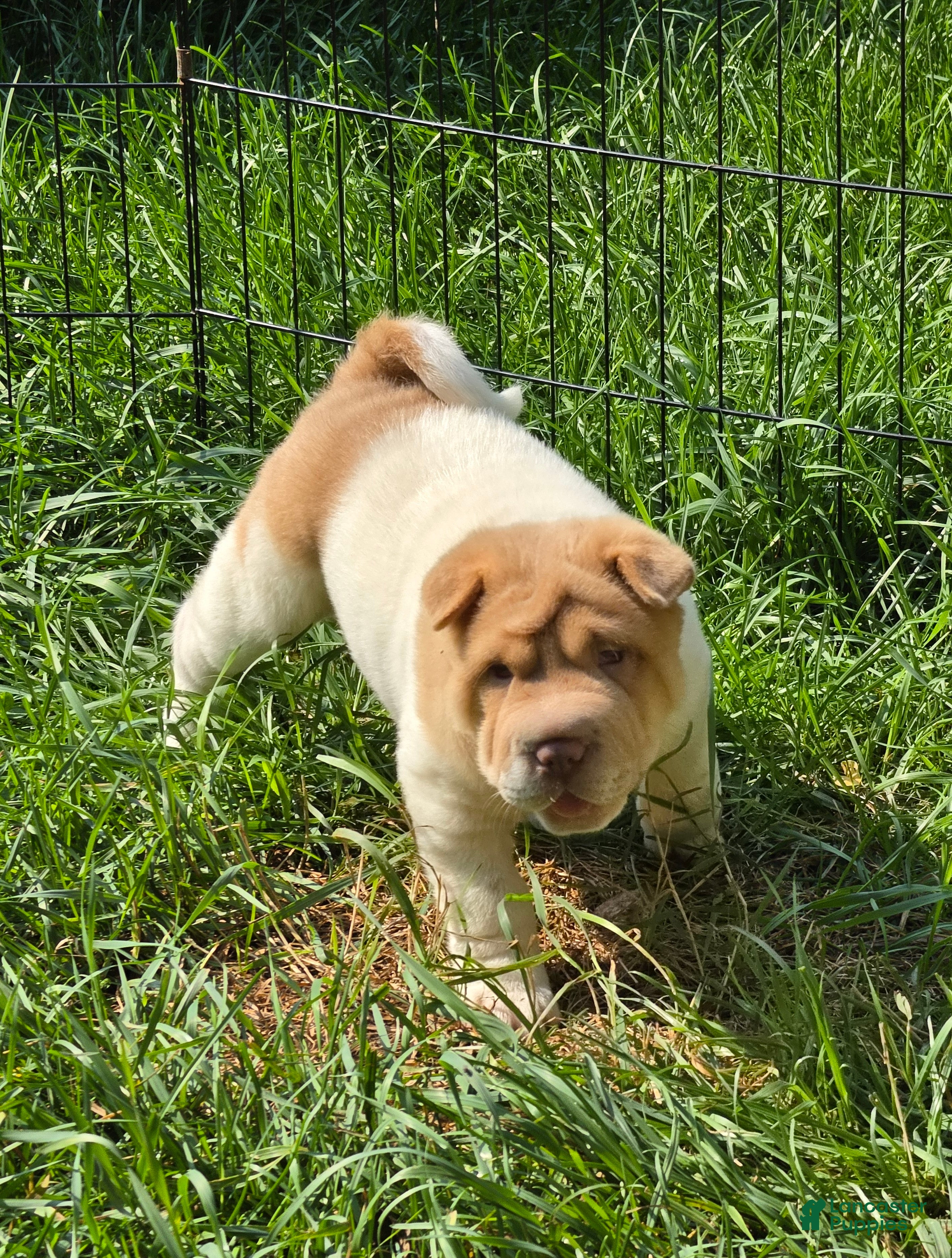 Shar Pei dogs Leo lilac flower brush mini - Ad 2