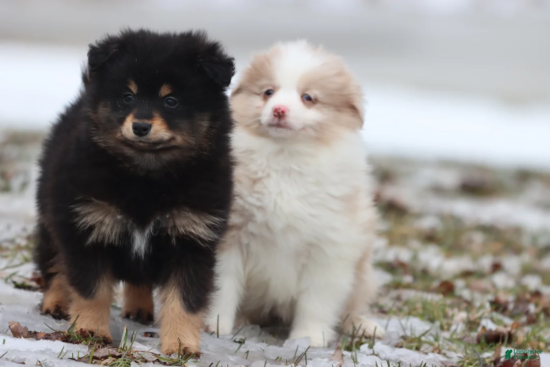 Mixed Breed dogs for sale: Blackberry Jam - Ad 3