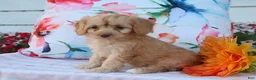 Cavapoo dogs for sale: Apphia - Ad 4