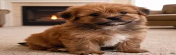 Morkie dogs for sale: Jake - Ad 1