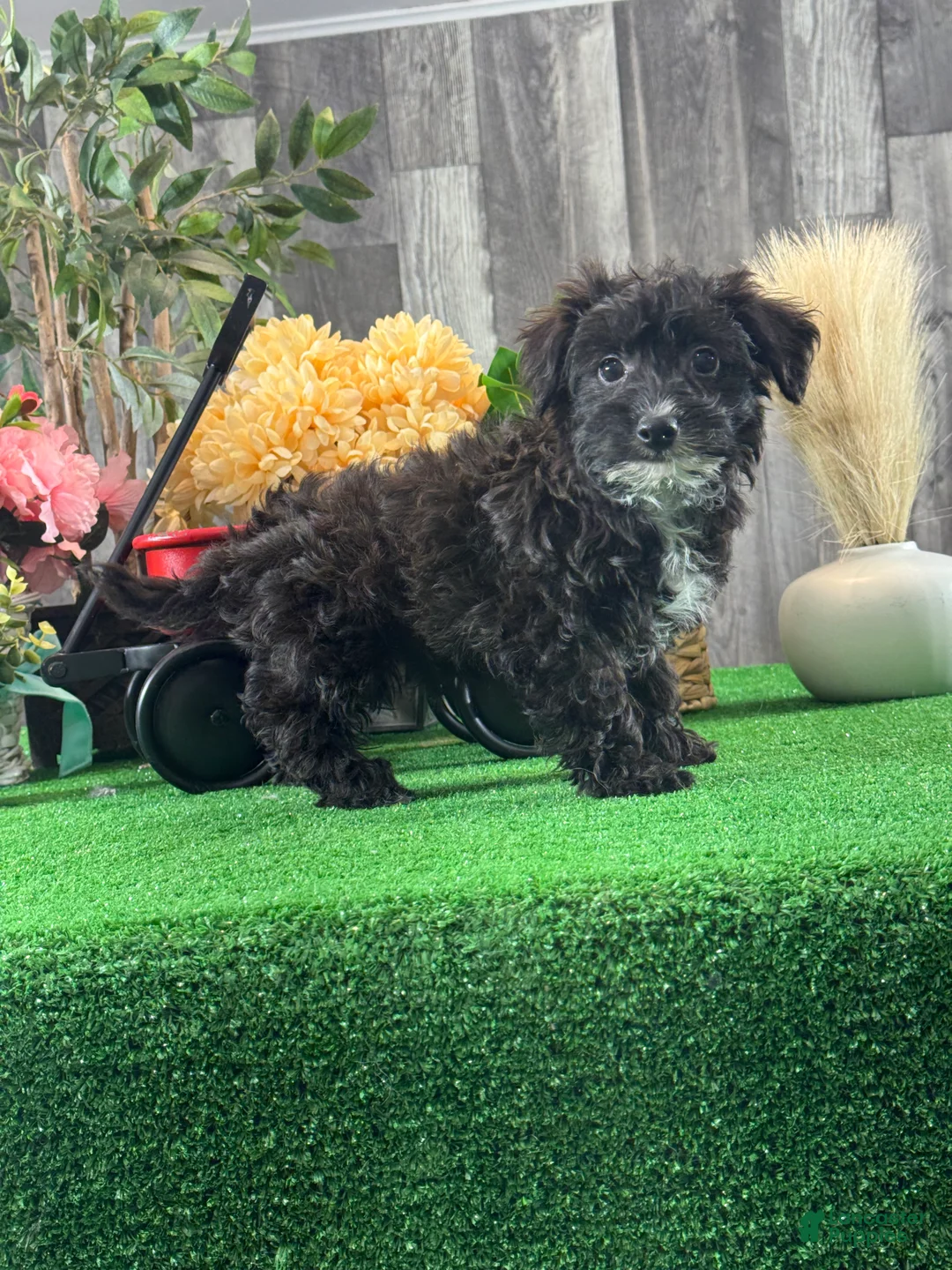 Yorkiepoo dogs for sale: Pablo  - Ad 3