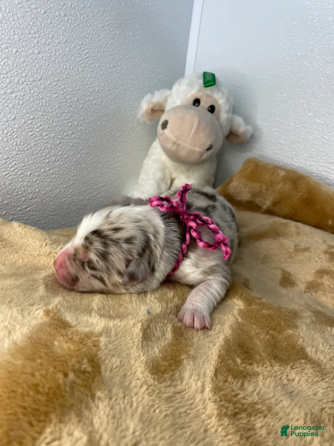 Australian Shepherd dogs for sale: Peaches - Ad 2