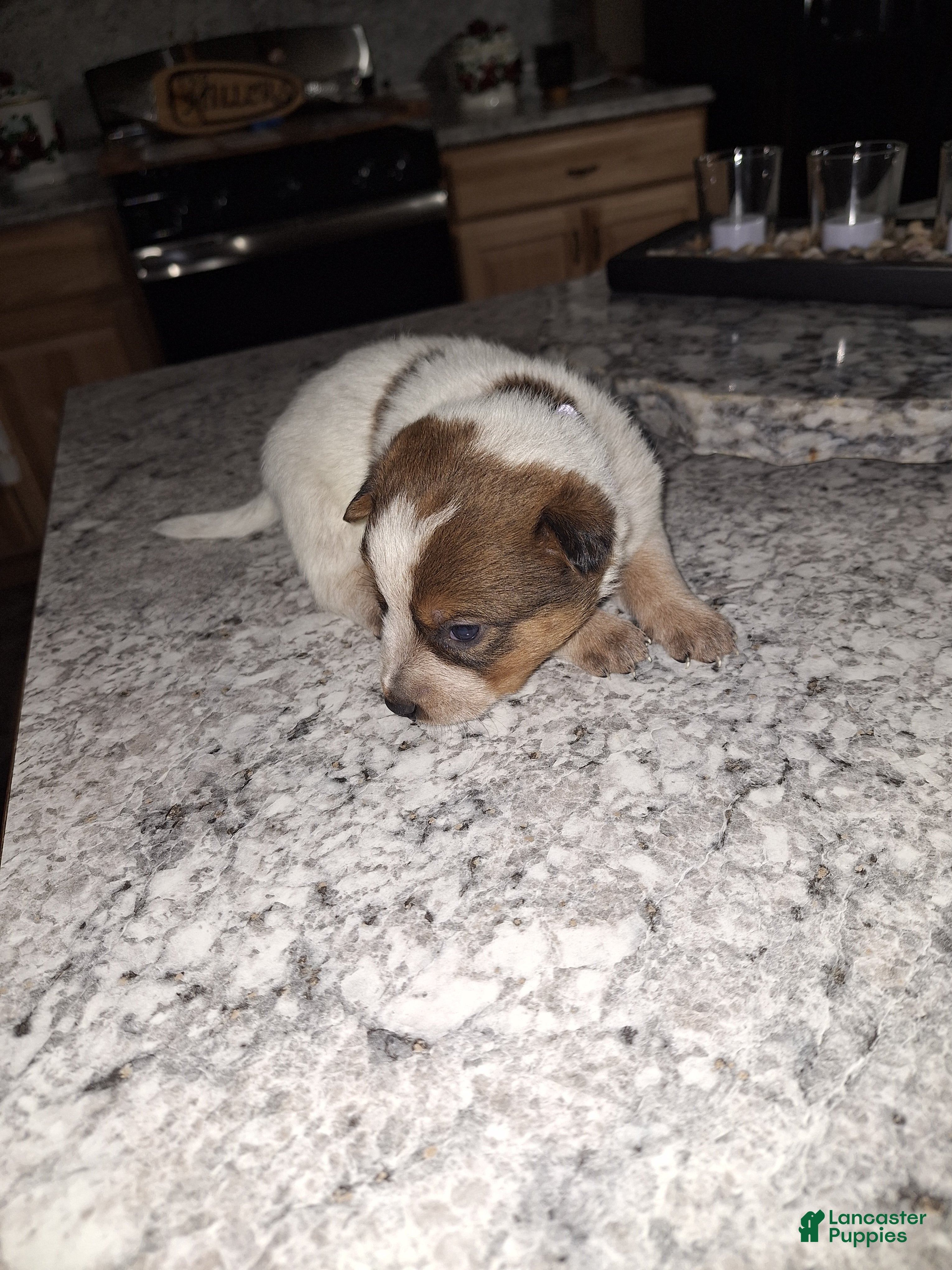 Mixed Breed dogs Mixed Breed Puppy 6 - Ad 35