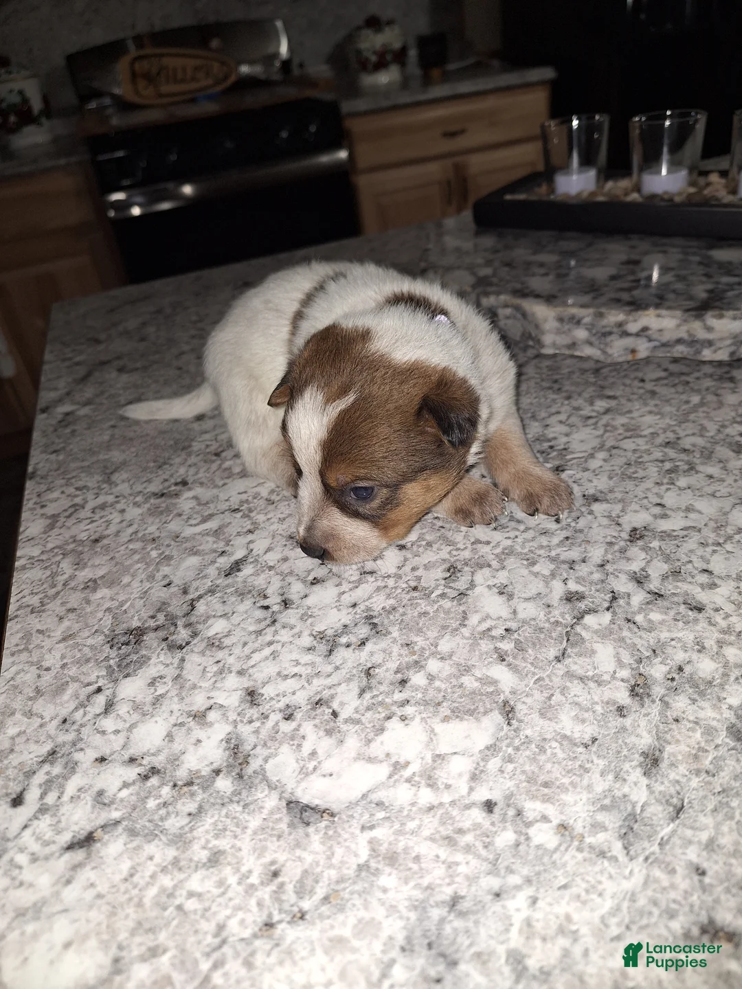 Mixed Breed dogs for sale: Mixed Breed Puppy 6 - Ad 1