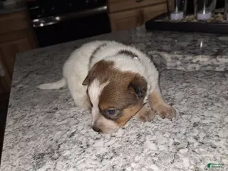 Mixed Breed dogs Mixed Breed Puppy 6 - Ad 35