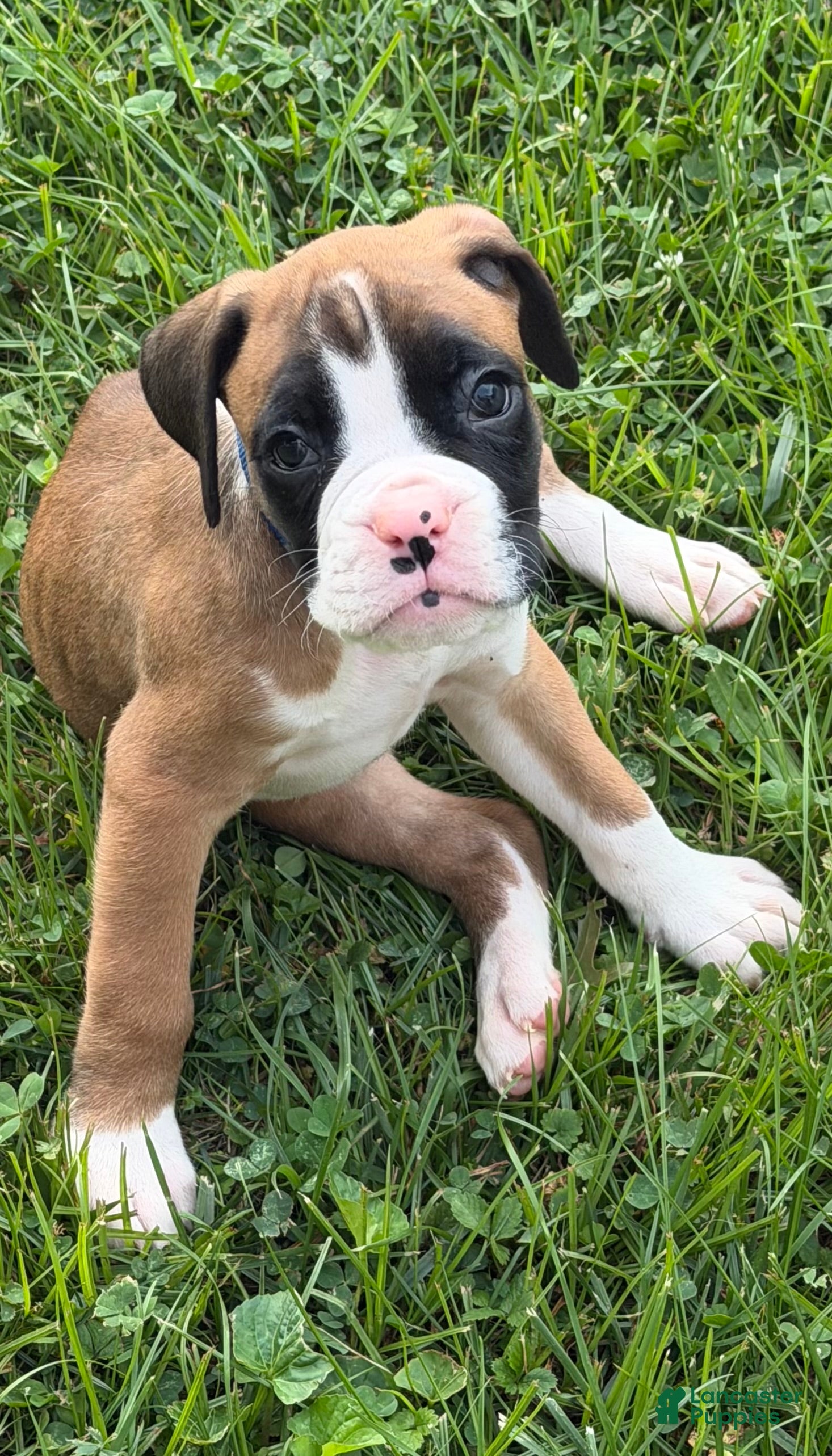 Boxer dogs Maui - Ad 22