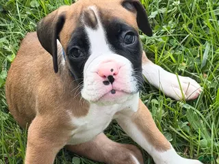Boxer dogs Maui - Ad 40