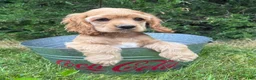 Cocker Spaniel dogs for sale: Jasper - Ad 3