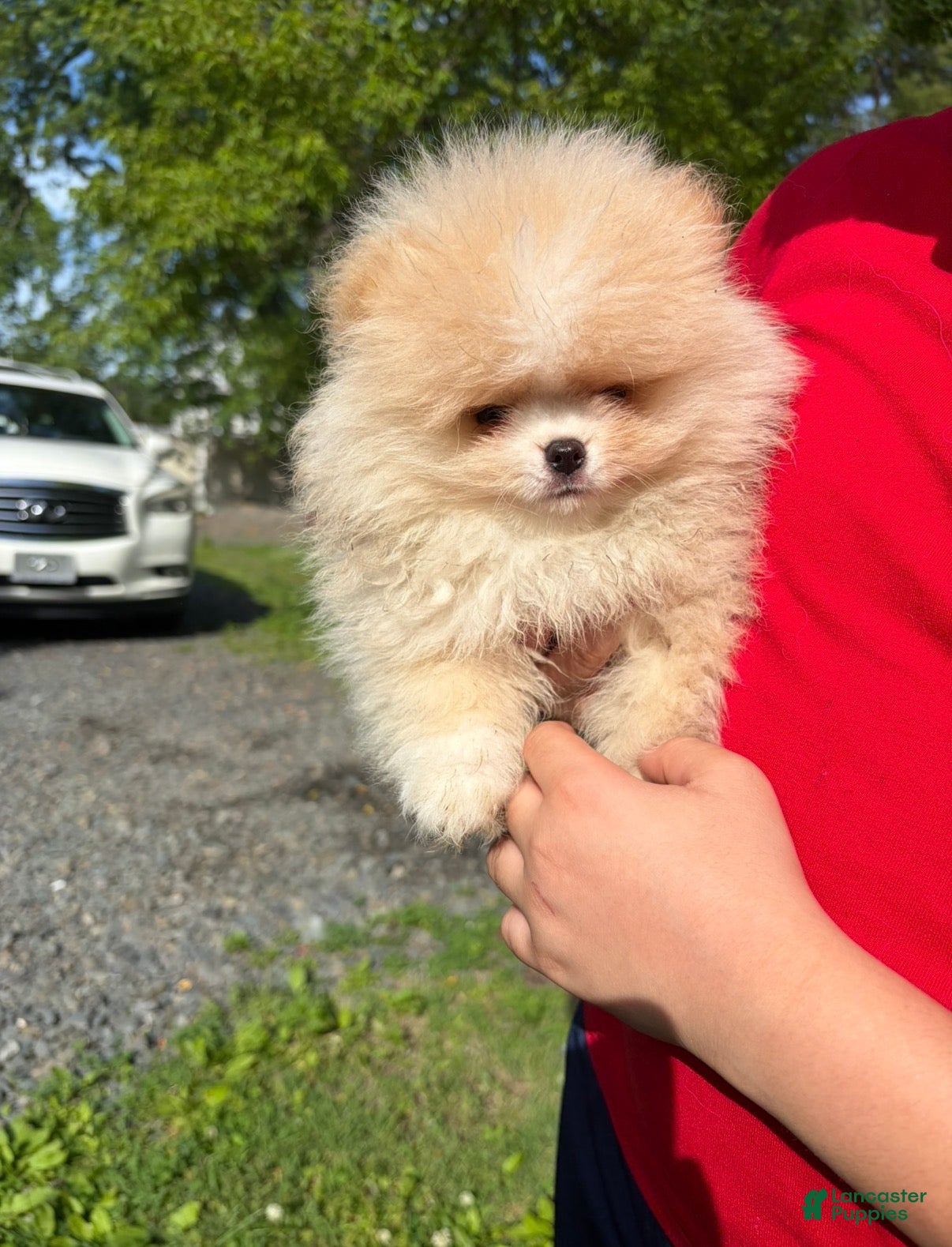 Pomeranian dogs Pomeranian Puppy 2 - Ad 1
