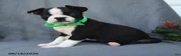 Boston Terrier dogs for sale: Hershey - Ad 1
